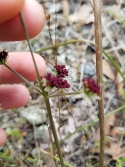 Lomatium hooveri