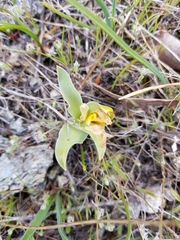 Fritillaria pluriflora