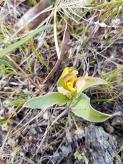 Fritillaria pluriflora