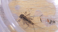 Stenacron interpunctatum