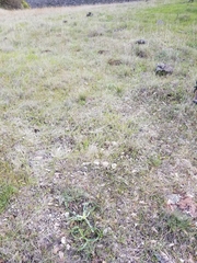 Fritillaria pluriflora