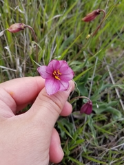 Fritillaria pluriflora
