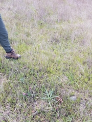 Fritillaria pluriflora