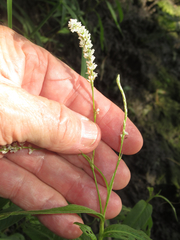 Persicaria setacea