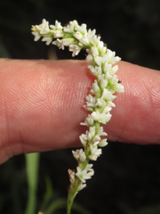 Persicaria setacea
