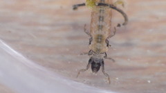 Glossosoma nigrior