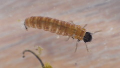 Glossosoma nigrior