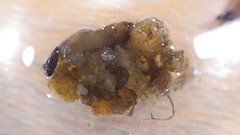 Glossosoma nigrior