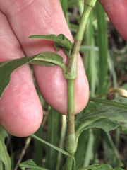 Persicaria setacea