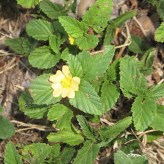 Rhynchosida physocalyx