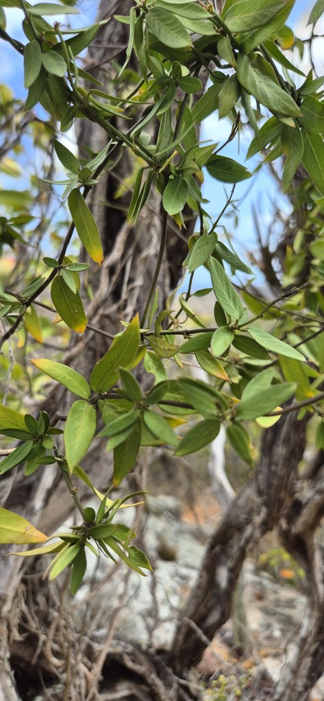 Metastelma albiflorum