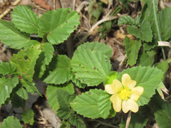 Rhynchosida physocalyx