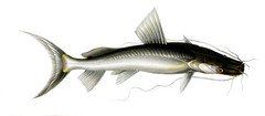 Giant River-Catfish photo 2
