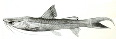 Giant River-Catfish photo 3