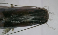 Giant River-Catfish photo 4
