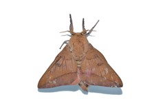 Adeloneivaia subangulata