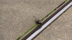 Sturnus vulgaris