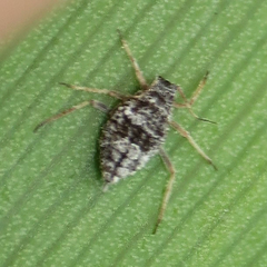 Melanaphis donacis