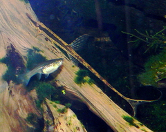Twig Catfish photo 1