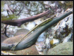 Twig Catfish photo 2