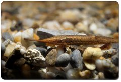 Twig Catfish photo 3