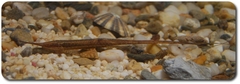 Twig Catfish photo 4