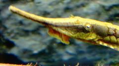 Twig Catfish photo 5
