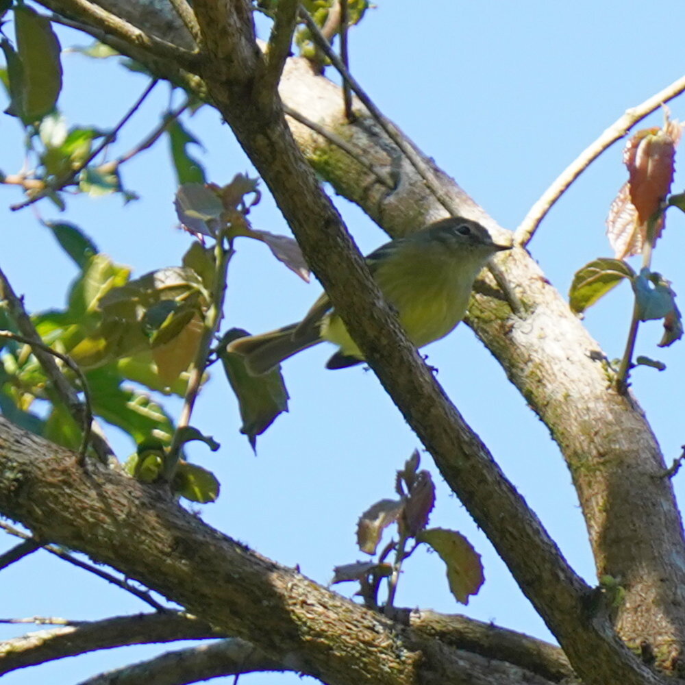 Mottle-cheeked Tyrannulet (Phylloscartes ventralis), photo 10