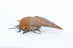 Adeloneivaia subangulata