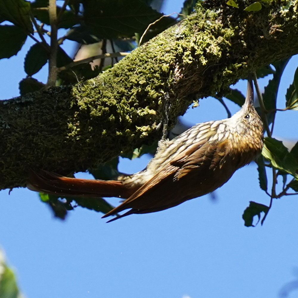 Scaled Woodcreeper (Lepidocolaptes squamatus), photo 8