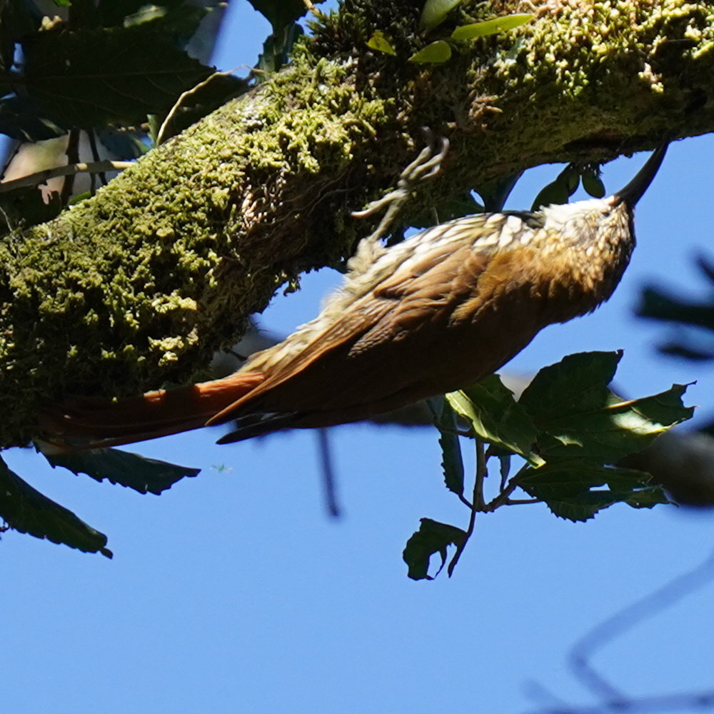 Scaled Woodcreeper (Lepidocolaptes squamatus), photo 9