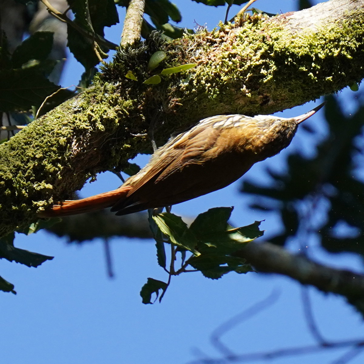 Scaled Woodcreeper (Lepidocolaptes squamatus), photo 10
