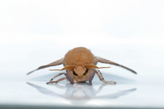 Adeloneivaia subangulata