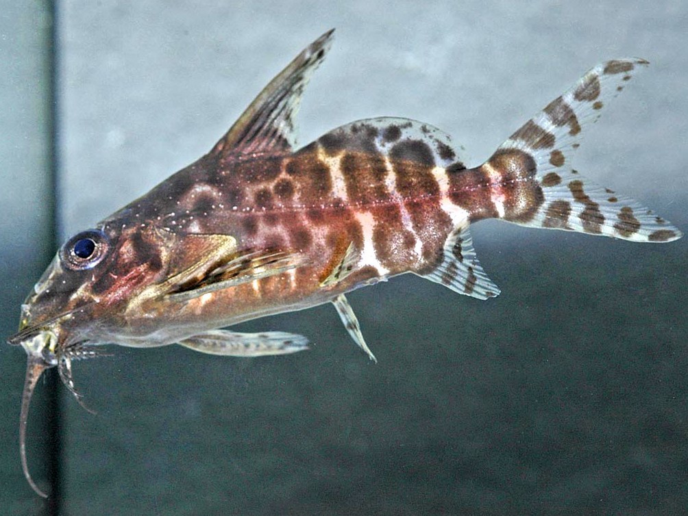 giant upside-down catfish (Synodontis batensoda) · iNaturalist Canada