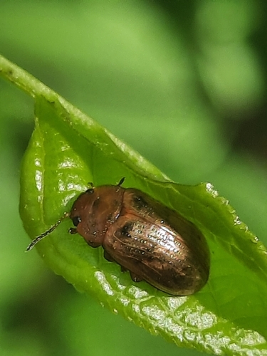 Gonioctena quinquepunctata