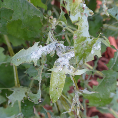 Ctenarytaina eucalypti