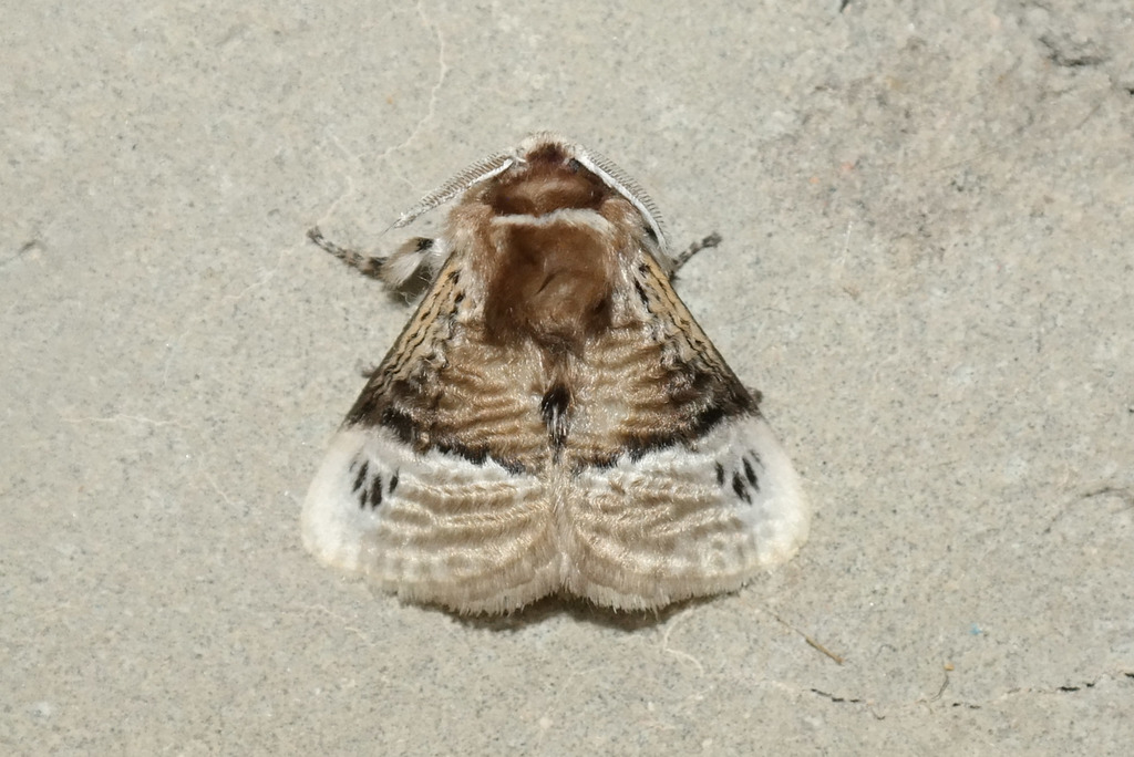 Podalia guaya