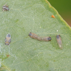 Ctenarytaina eucalypti