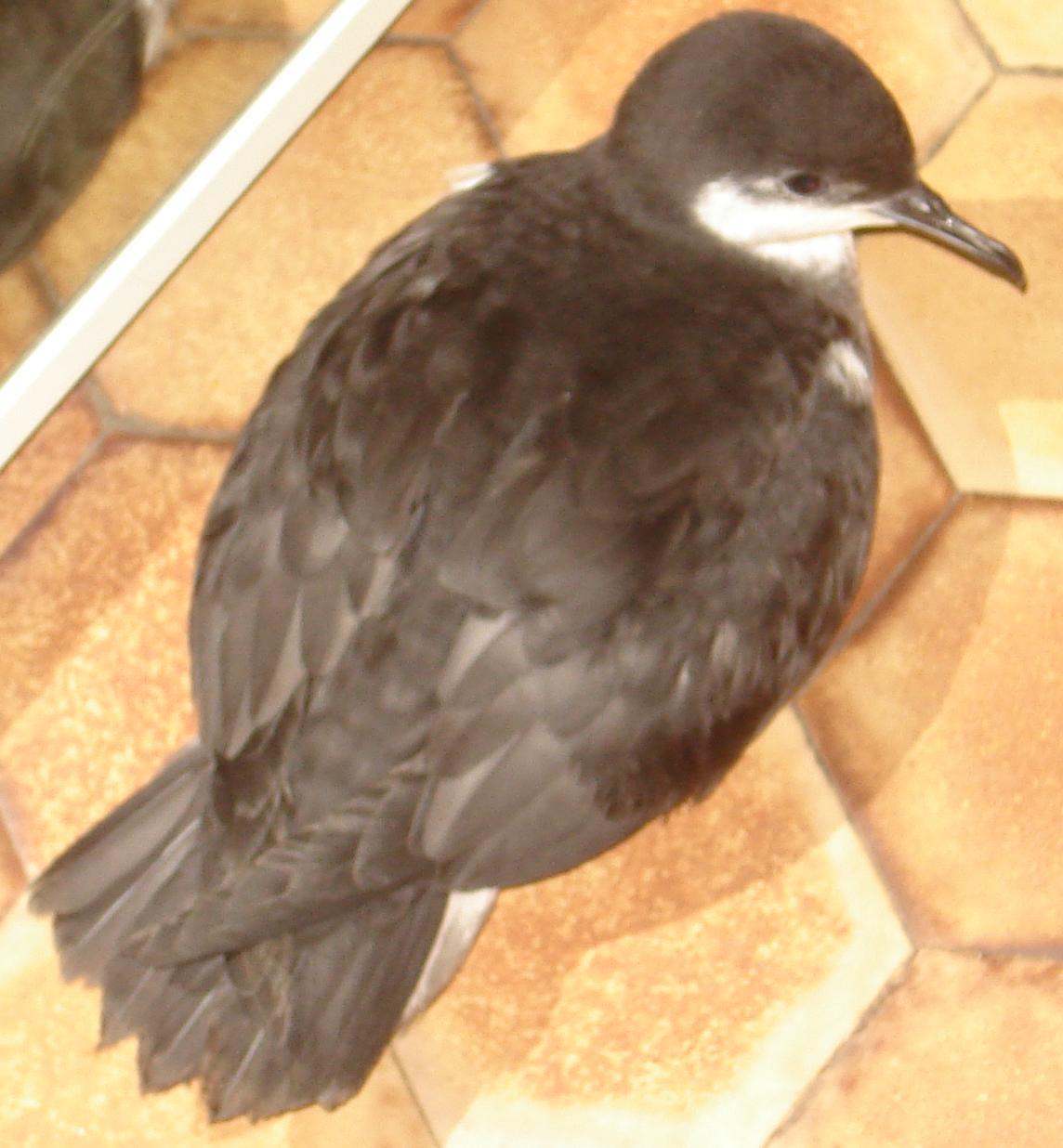Bannerman's Shearwater illustration