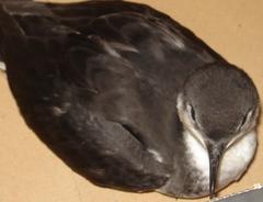 Tropical Shearwater photo 5