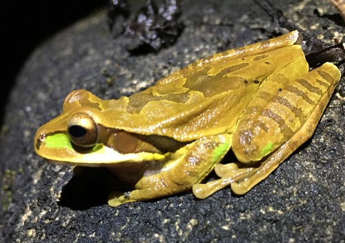 Masked Tree Frog, photo 6 of 10