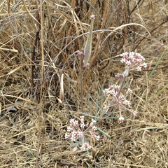 Asclepias senecionifolia