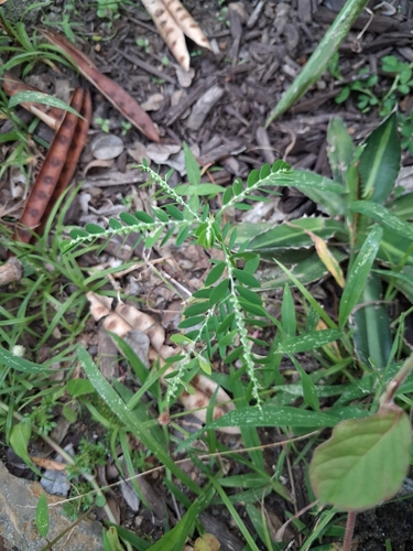 Phyllanthus debilis, photograph 5