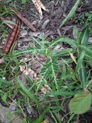 (c) Kurt Miller, some rights reserved (CC BY-SA) Phyllanthus debilis, photograph (c) Kurt Miller, some rights reserved (CC BY-SA)