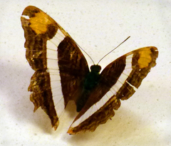 Adelpha fessonia