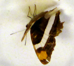 Adelpha fessonia