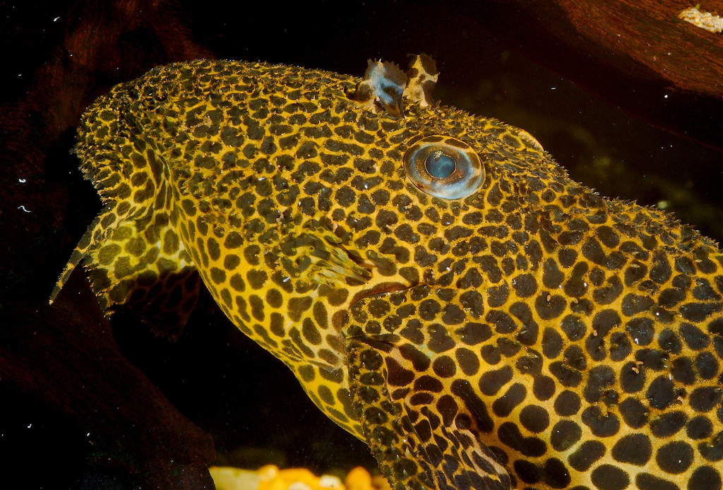 Pseudacanthicus