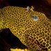Pseudacanthicus leopardus - Photo (c) Josh More, algunos derechos reservados (CC BY-NC-ND)