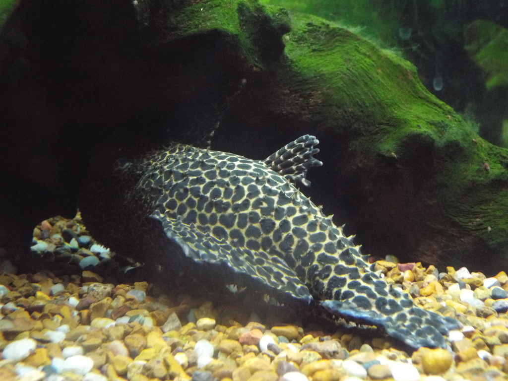 Leopardpleco