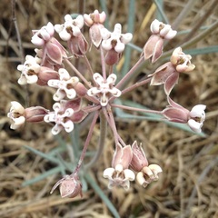 Asclepias senecionifolia